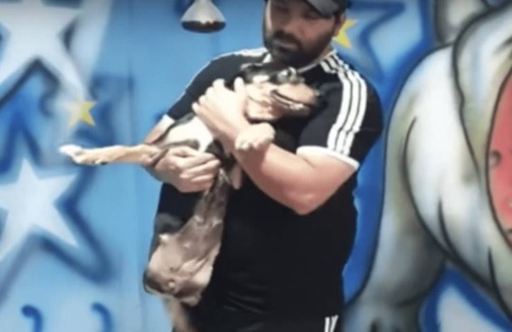 cane recupero segugio transilvania 