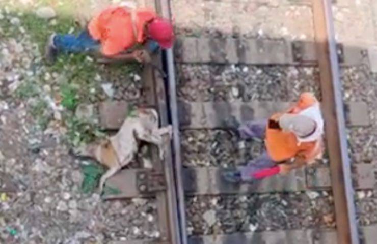 cane salvataggio fido difficoltà 