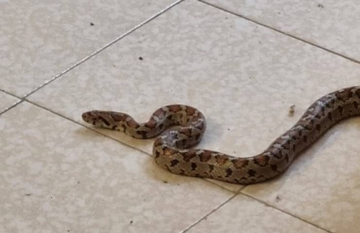 serpente columbro leopardino lecce