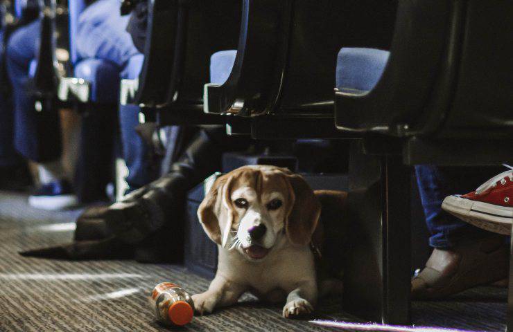 portare il cane in treno