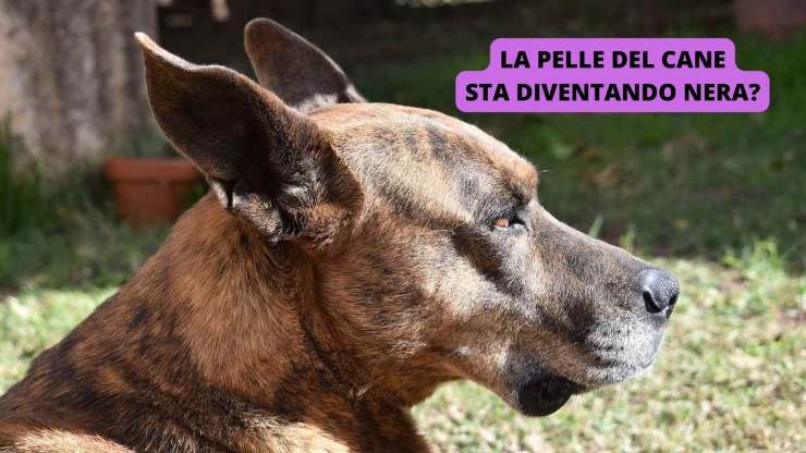 profilo del cane