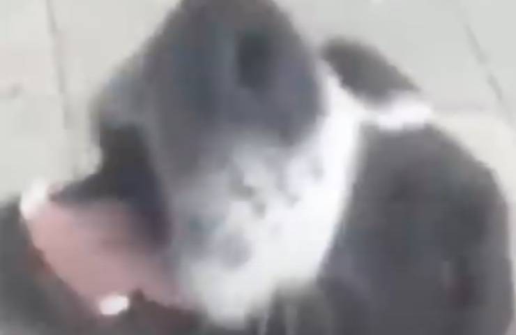 cane gioia incontro umano 