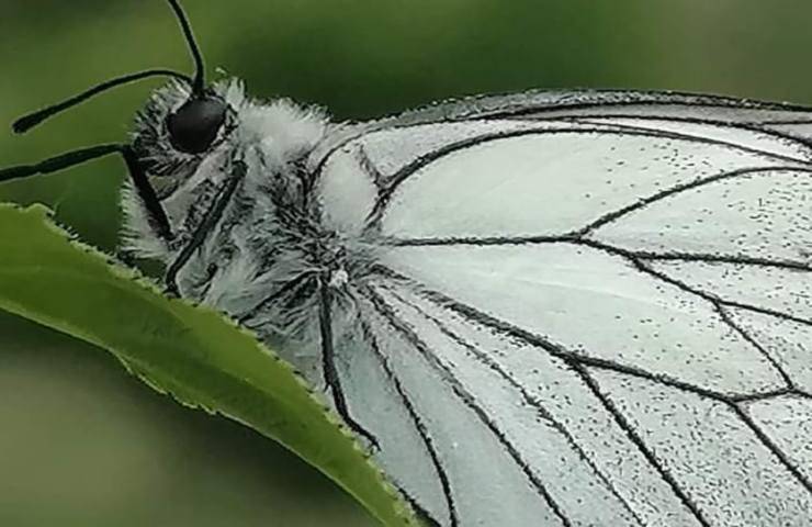 il miracoloso ritorno della farfalla bianca venata di nero