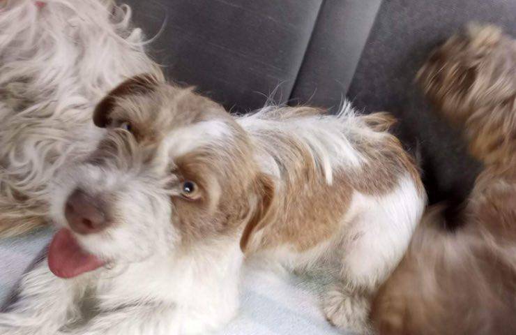 cuccioli speranza nuova casa
