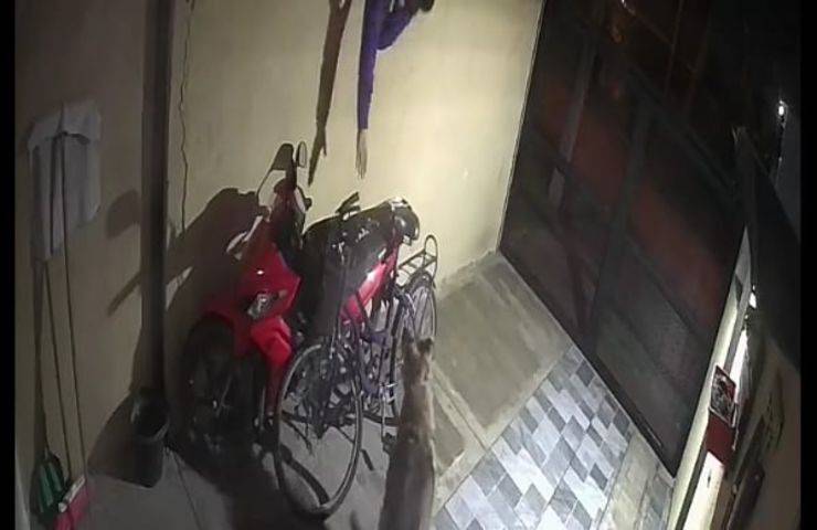 Cane impedisce ai ladri di rubare in casa sua