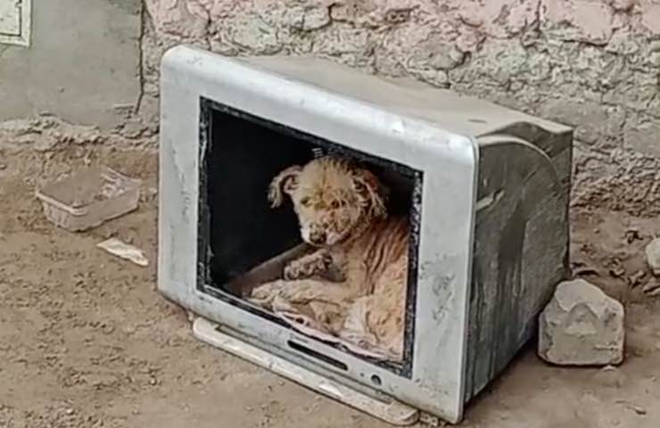 cucciolo avvistamento dentro rifiuto 