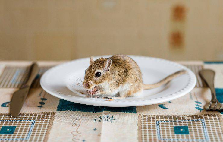 gerbillo nel piatto che mangia
