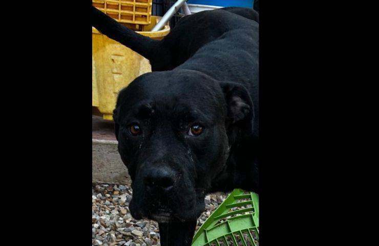 cane trovato dentro scatola