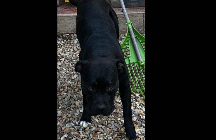 cane nero trovato dentro scatola