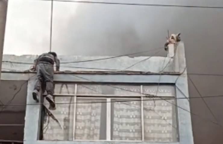 cani tratti salvo nube