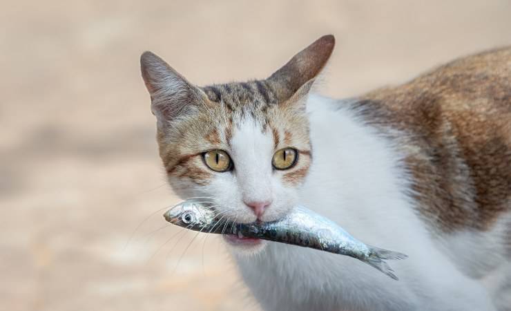gatto con un pesciolino