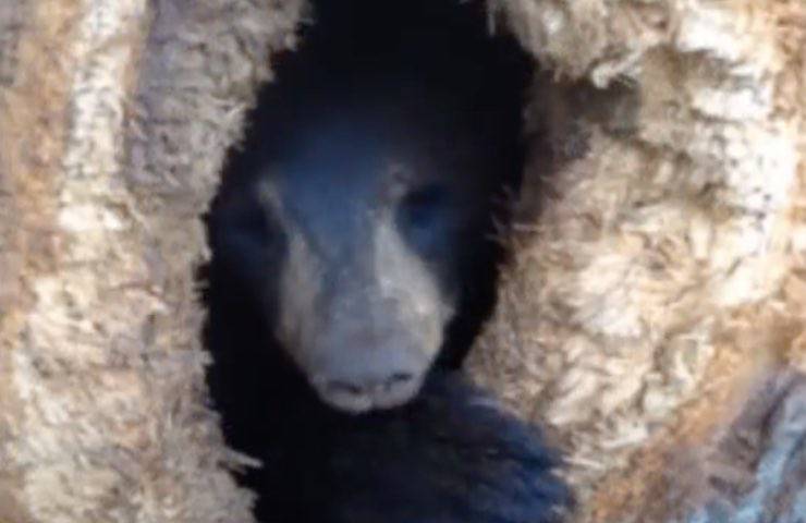 orso chiede aiuto volontari