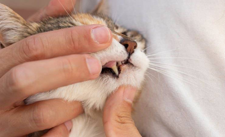 denti gatto