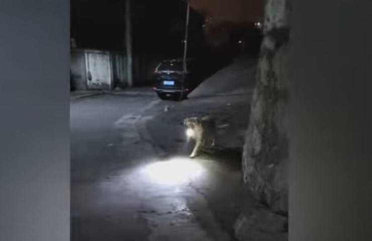 cane va a prendere ragazza alla fermata del bus