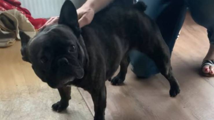 cane rapito palermo