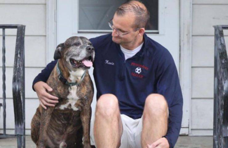 mellow Pit Bull malato