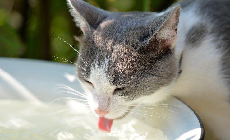 acqua per il gatto