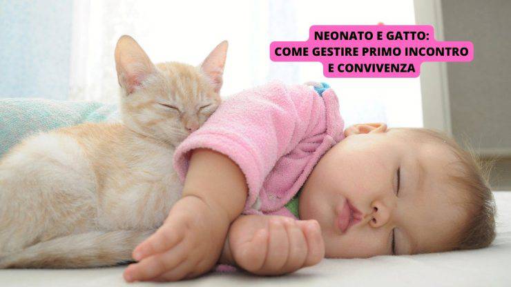 Bambino e gatto