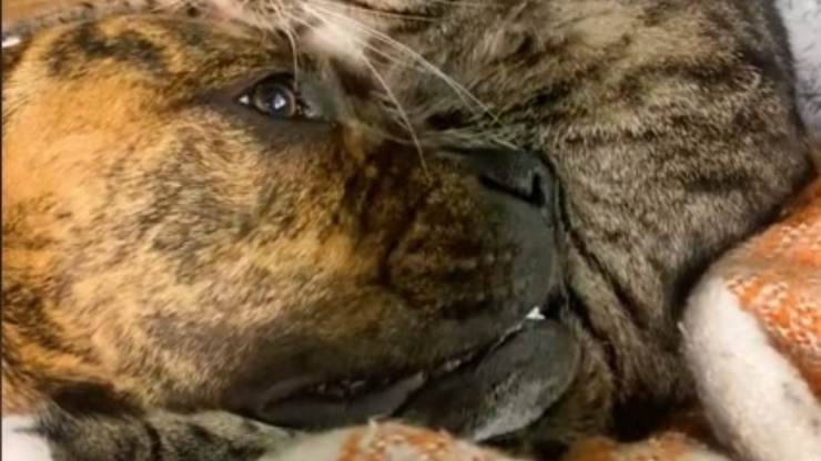 cane perde gatto