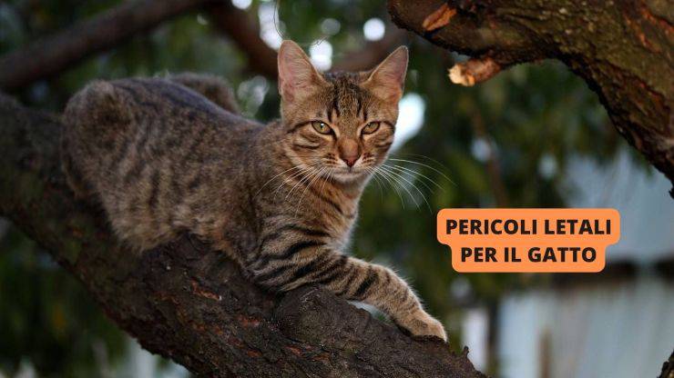 gatto sul ramo