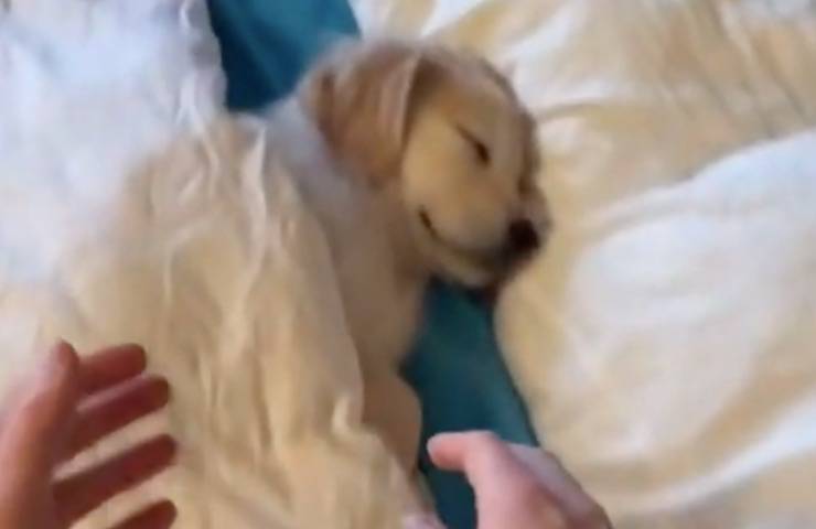 cagnolino dormiglione tenta svegliarlo