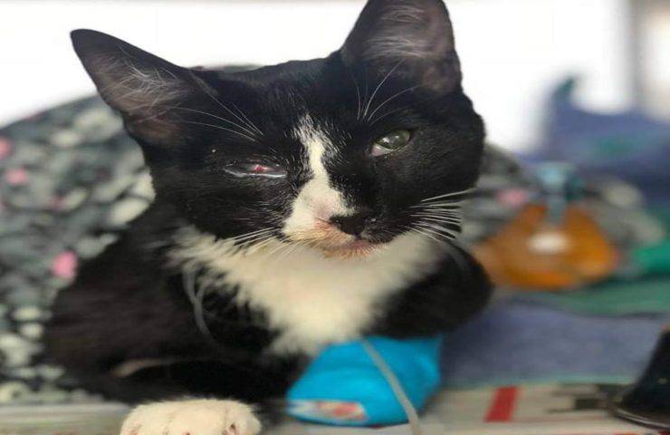 Trova il gatto dopo 30 minuti in lavatrice