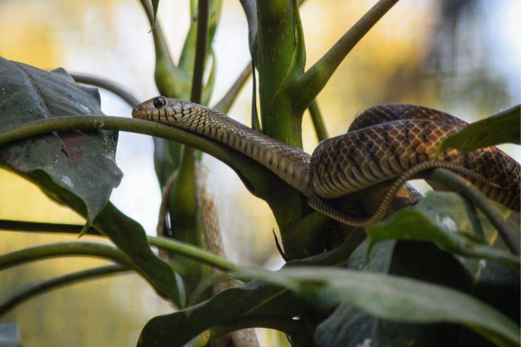 Cosa fare e cosa evitare se trovi un serpente Come comportarsi se trovi un serpente