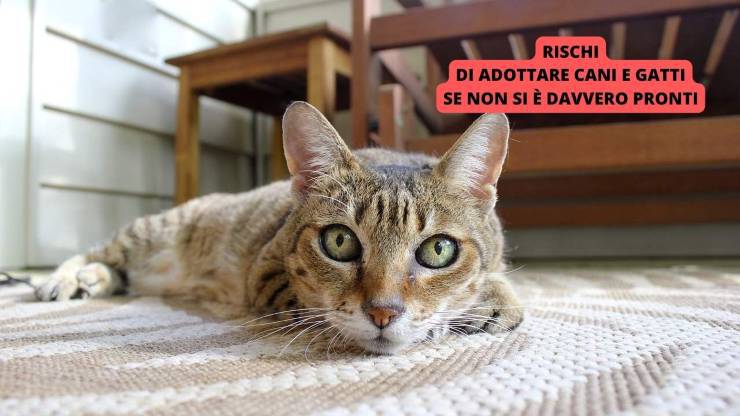 gatto sul pavimento