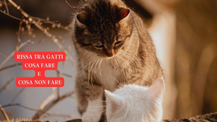 gatti litigano