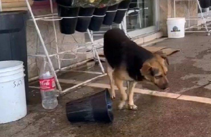 cane colpo di calore