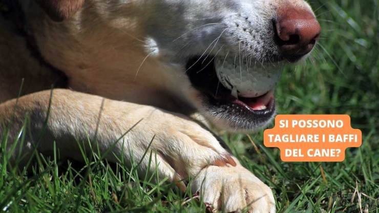 baffi del cane 