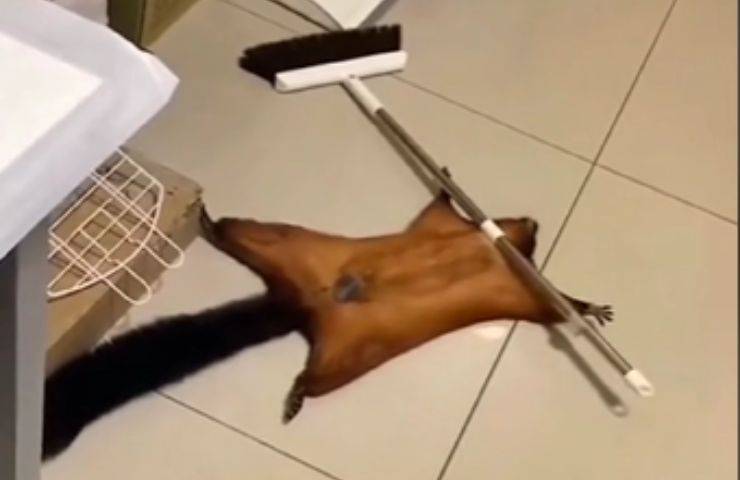 Scoiattolo volante finge morto