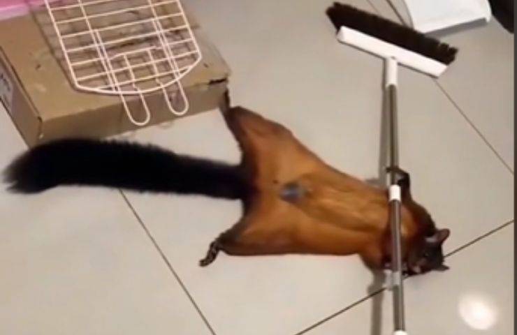 Scoiattolo volante interpretazione oscar