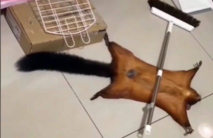 Scoiattolo volante attore bravissimo