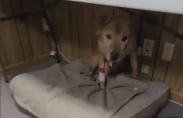 cane salvato da combattimenti clandestini