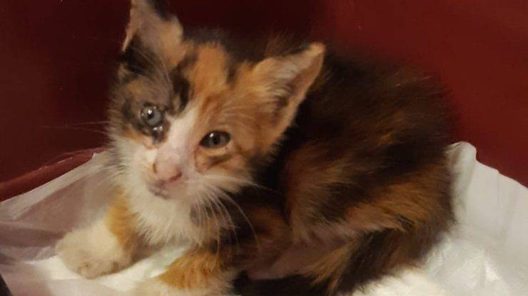 gattina sissi cerca casa