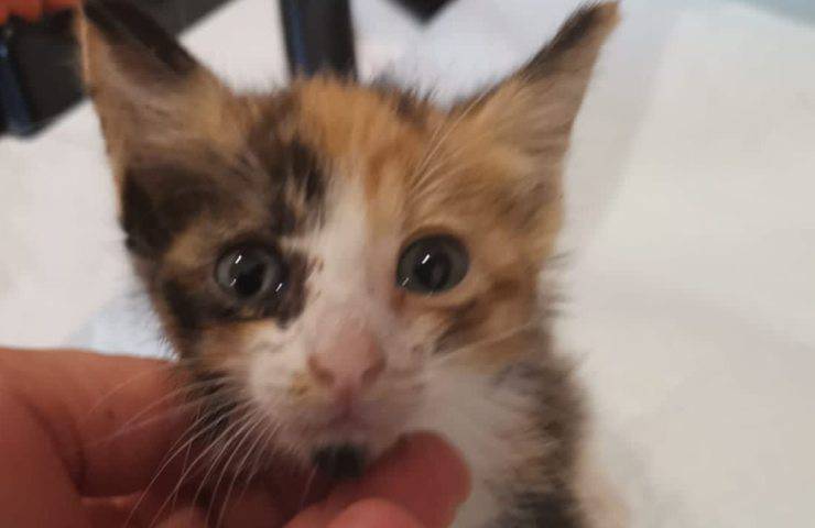 gattina sissi puglia