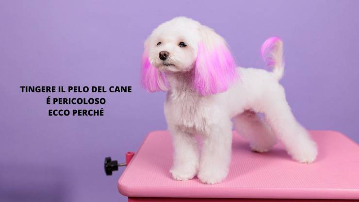 cane con pelo rosa