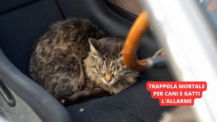 gatto in auto