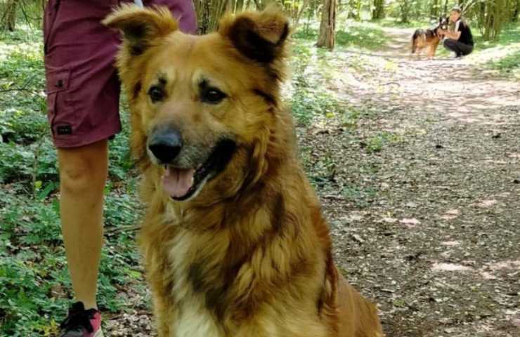 dramma cane teo