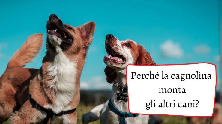 Cane femmina monta altri cani e non solo La cagnolina monta altri cani