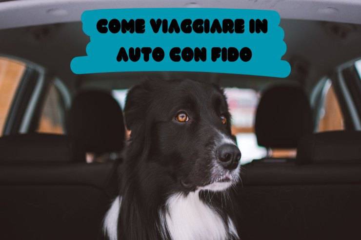 Trasporto cani in auto Portare cani in auto