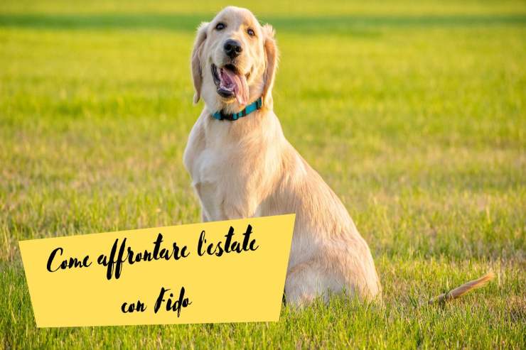 Giugno con il cane Estate con Fido