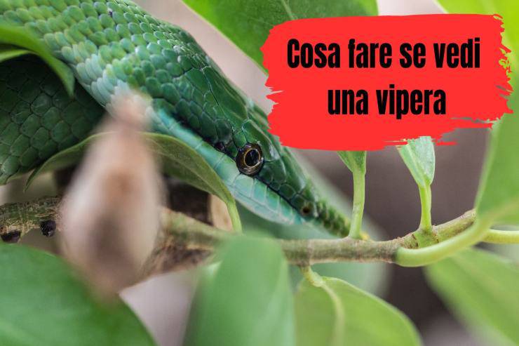 Cosa fare se incontri una vipera Cosa fare se vedi la vipera