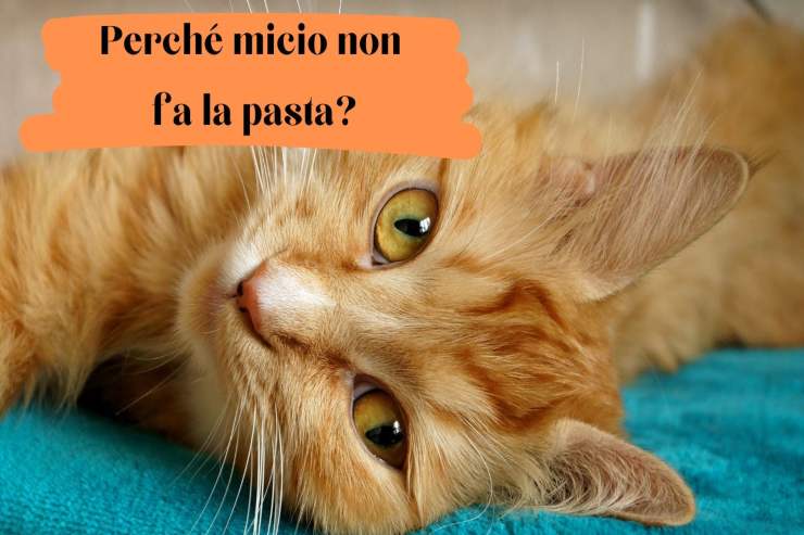 Il mio gatto non fa la pasta Il micio non fa la pasta