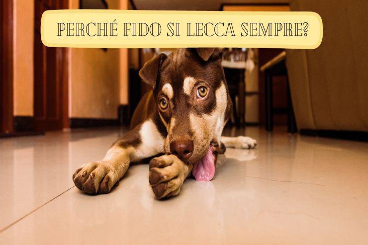 Il cane si lecca sempre Fido si lecca sempre