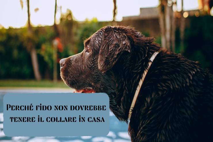Il tuo cane tiene il collare in casa