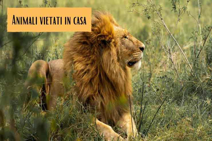 Animali vietati in casa Gli animali vietati in Italia