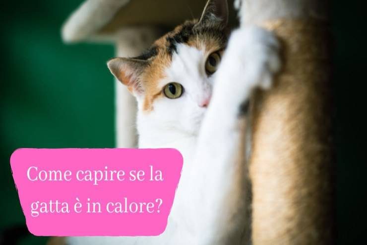 Capire se il micio è in calore