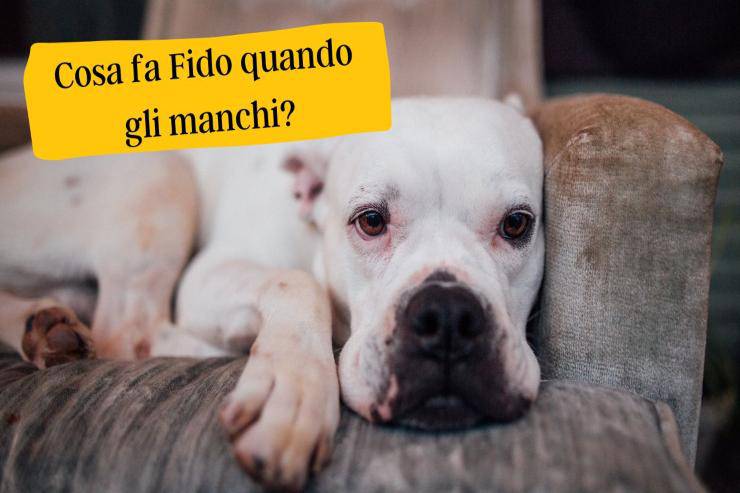 Cosa fa il cane quando sente la tua mancanza Cosa fa Fido quando gli manchi